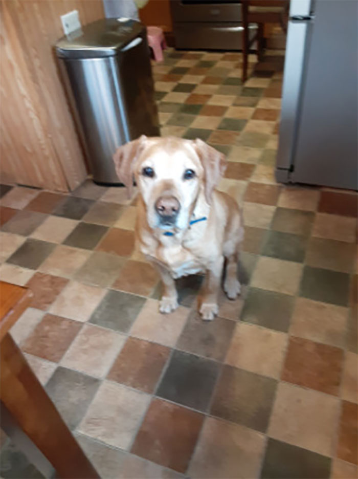 My Big Boy Riggs The Lab