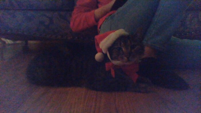 My Cat Porkchop/Santa Claws