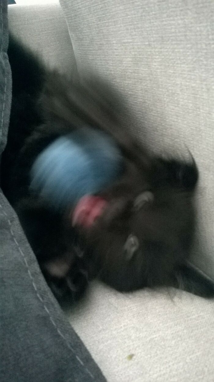 Orion The Kitten Playing With A Fluffy Ball