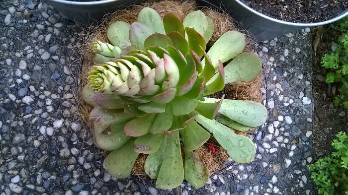 Some Type Of Succulent