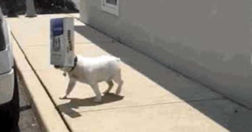 My Friend Got A Package And Her Dog Was Looking At It And Then Her Dog Went Missing And She Went To Look Outside And Found This