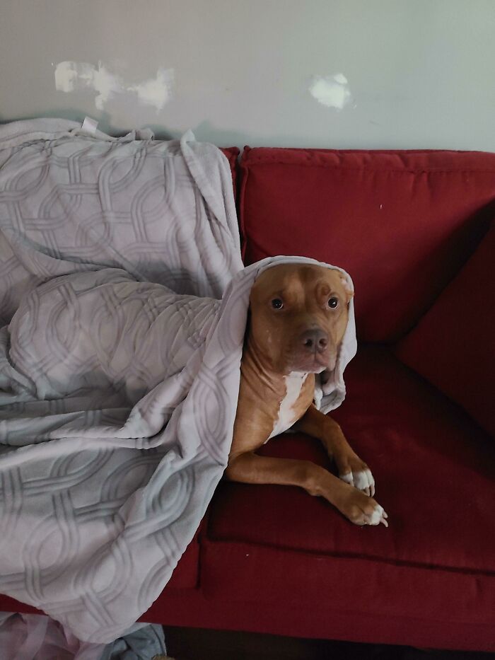 Pit Bull Accidentally Redesigns His Owner's Ordinary T-Shirt Into An Extraordinary One Pit Bull Accidentally Redesigns His Owner's Ordinary T-Shirt Into An Extraordinary One