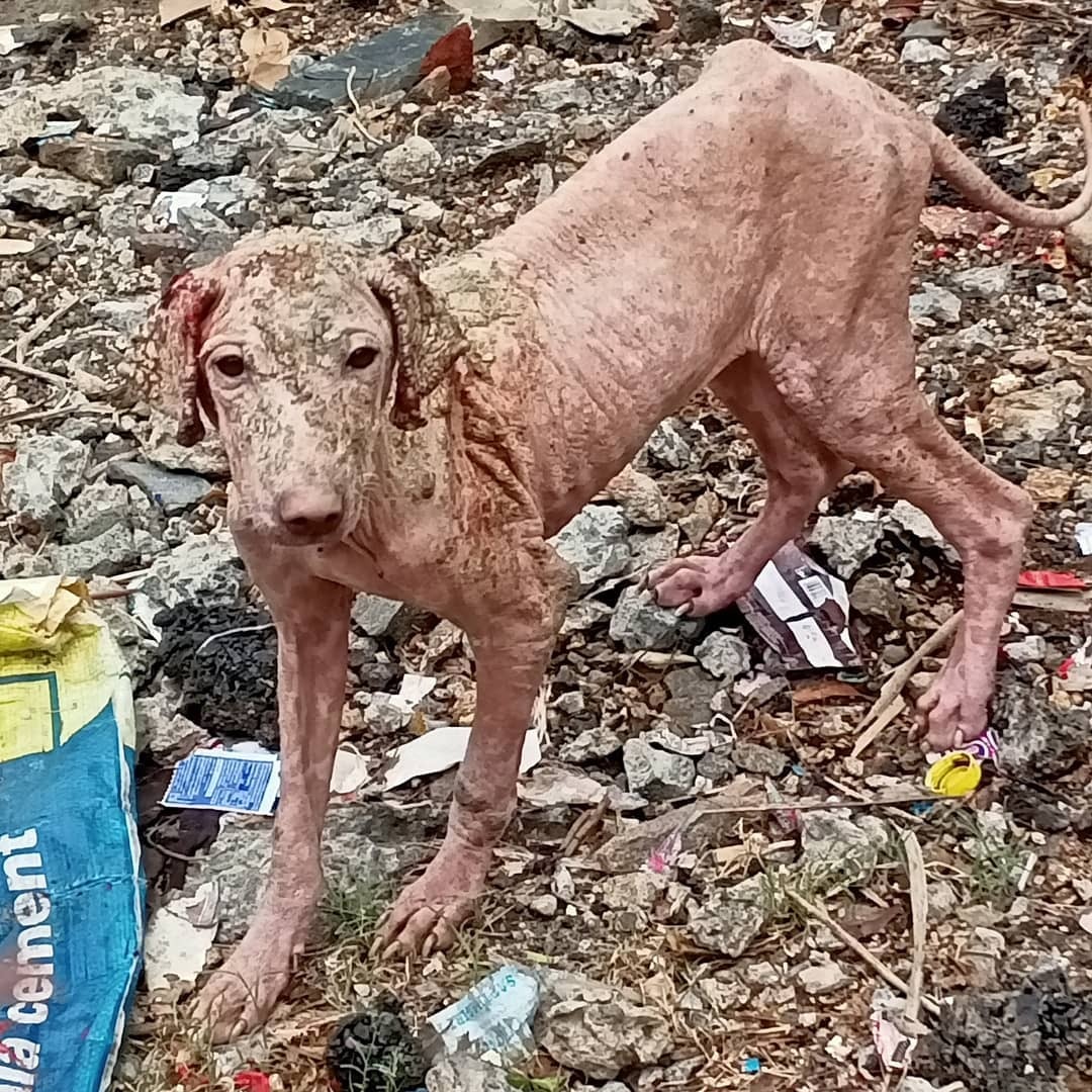This Dog I Found On The Street In India Scratching Its Full Body Continuously And I Can See The Blood Coming Out From The Ear. I Have Handed The Dog To A Veterinarian.