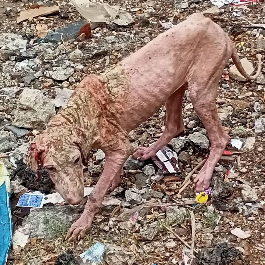 This Dog I Found On The Street In India Scratching Its Full Body Continuously And I Can See The Blood Coming Out From The Ear. I Have Handed The Dog To A Veterinarian. This Dog I Found On The Street In India Scratching Its Full Body Continuously And I Can See The Blood Coming Out From The Ear. I Have Handed The Dog To A Veterinarian.