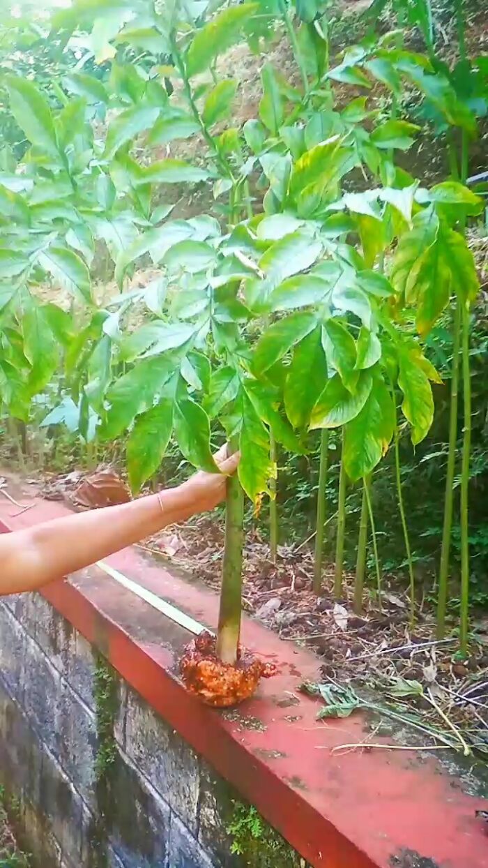 Yam Freshly Removed. We Grow Yam And This Is One Of The 1st Picks.