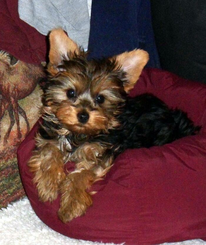 My Sweet Little Princess Zoe--She Is A Princess..just Ask Her!