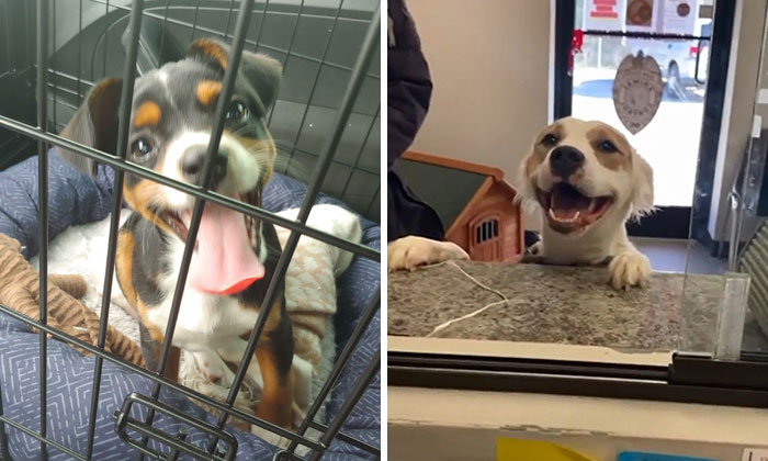 50 Of The Most Wholesome Rescue Pet Photos This April