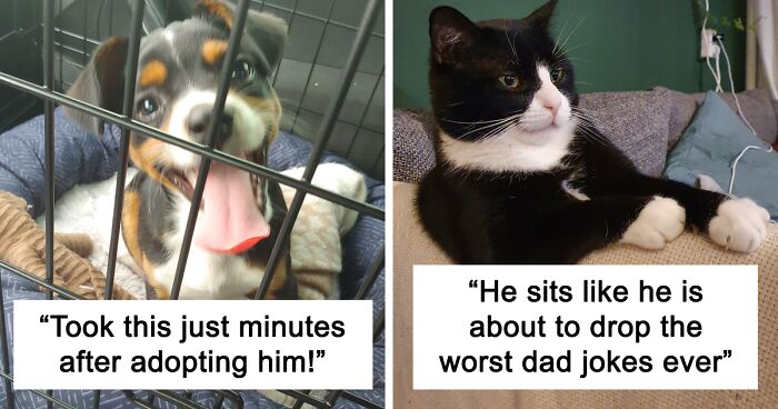 50 Of The Most Wholesome Rescue Pet Photos This April