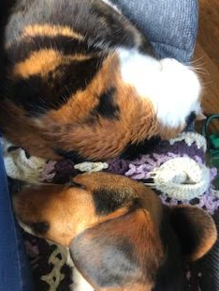 Daisy (Cat) And Una (Dog). Unas Usually To Energetic For Daisy But When Shes Sleepin Their Friends