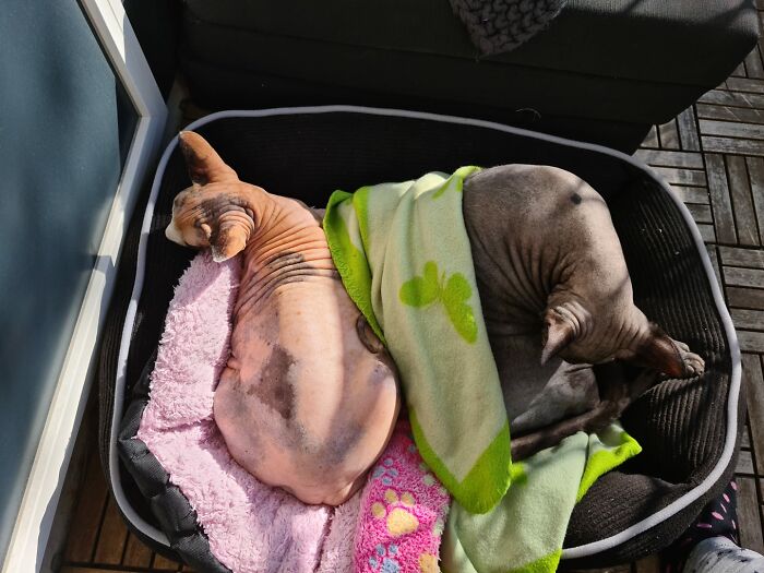Our Two Naked Girls Basking In The Sun.