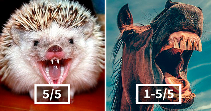 Woman On Twitter Educates People On Getting Bitten By These 20 Different Animals