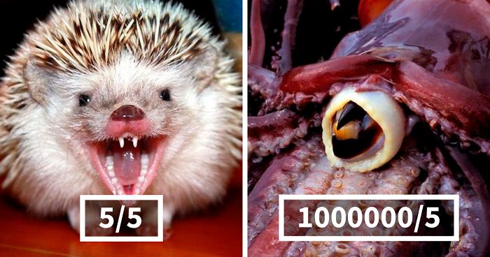 Woman On Twitter Educates People On Getting Bitten By These 20 Different Animals