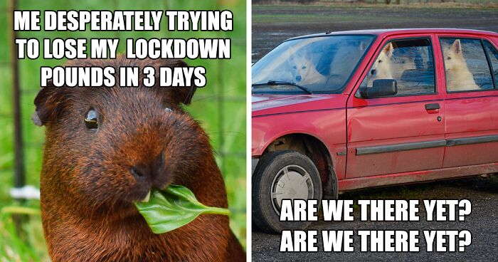 17 Spot-On Funny Pet Memes About Quarantine By Comedy Pet Photo Awards