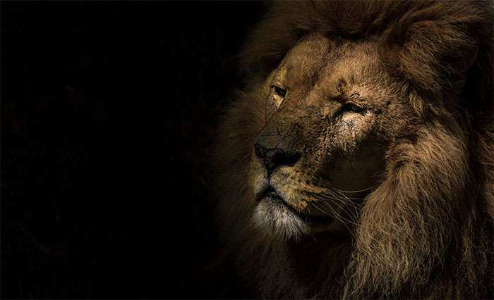 I Capture Animals As If They Were Photographed In A Studio And These Are 24 Of My Best Pictures