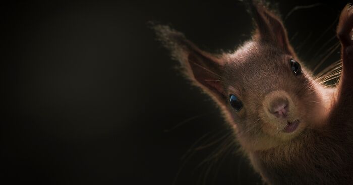 I Capture Animals As If They Were Photographed In A Studio And These Are 24 Of My Best Pictures