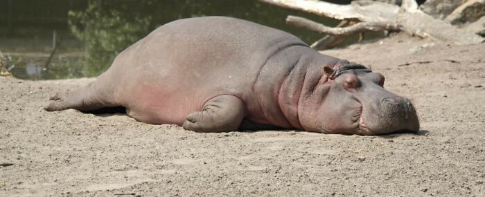 Animals-With-Threatening-Auras-Pics