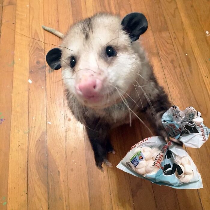 Animals-With-Threatening-Auras-Pics