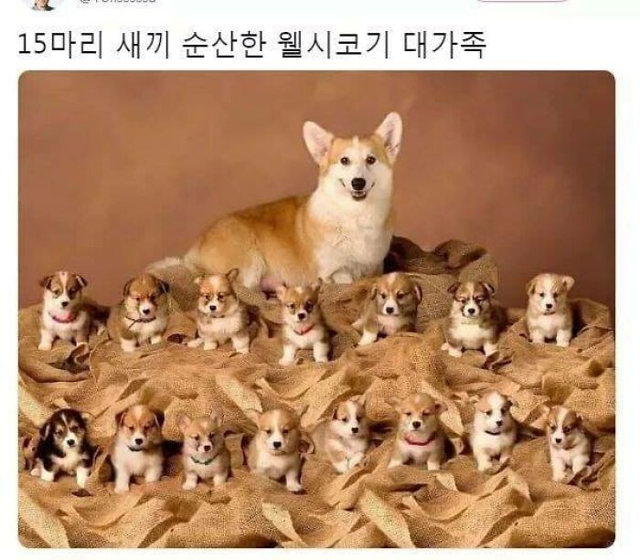 Animals-With-Threatening-Auras-Pics