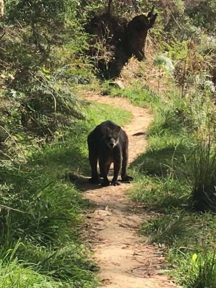 Animals-With-Threatening-Auras-Pics