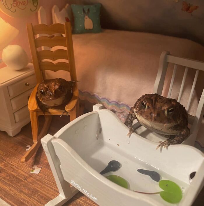 Animals-With-Threatening-Auras-Pics