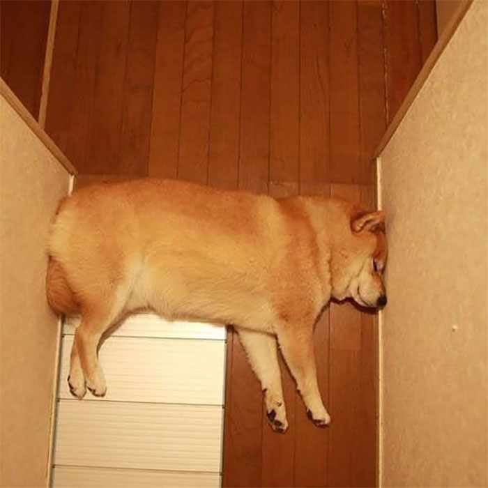 Animals-With-Threatening-Auras-Pics