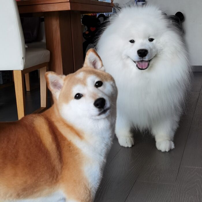 Animals-With-Threatening-Auras-Pics