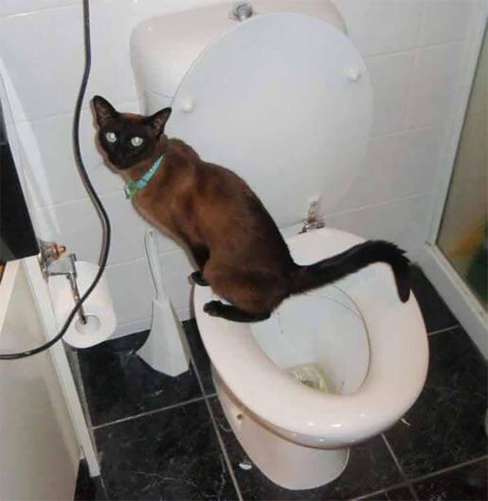 Animals-With-Threatening-Auras-Pics