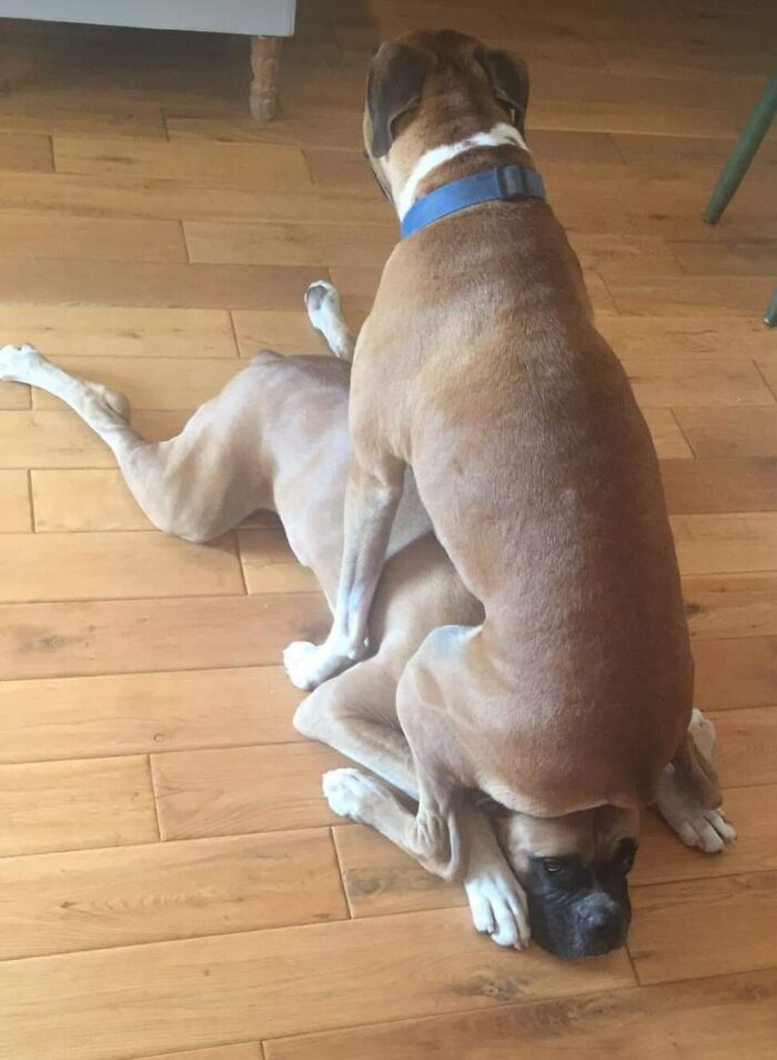 Animals-With-Threatening-Auras-Pics