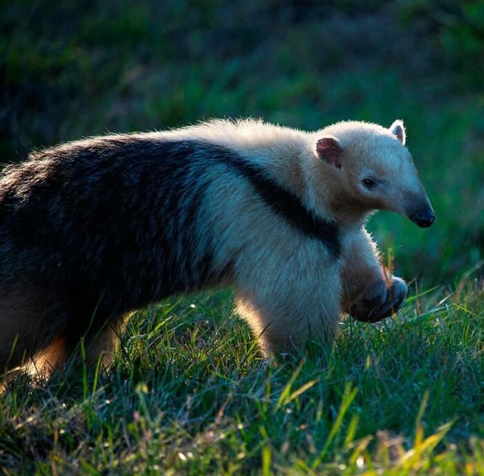 Animals-With-Threatening-Auras-Pics