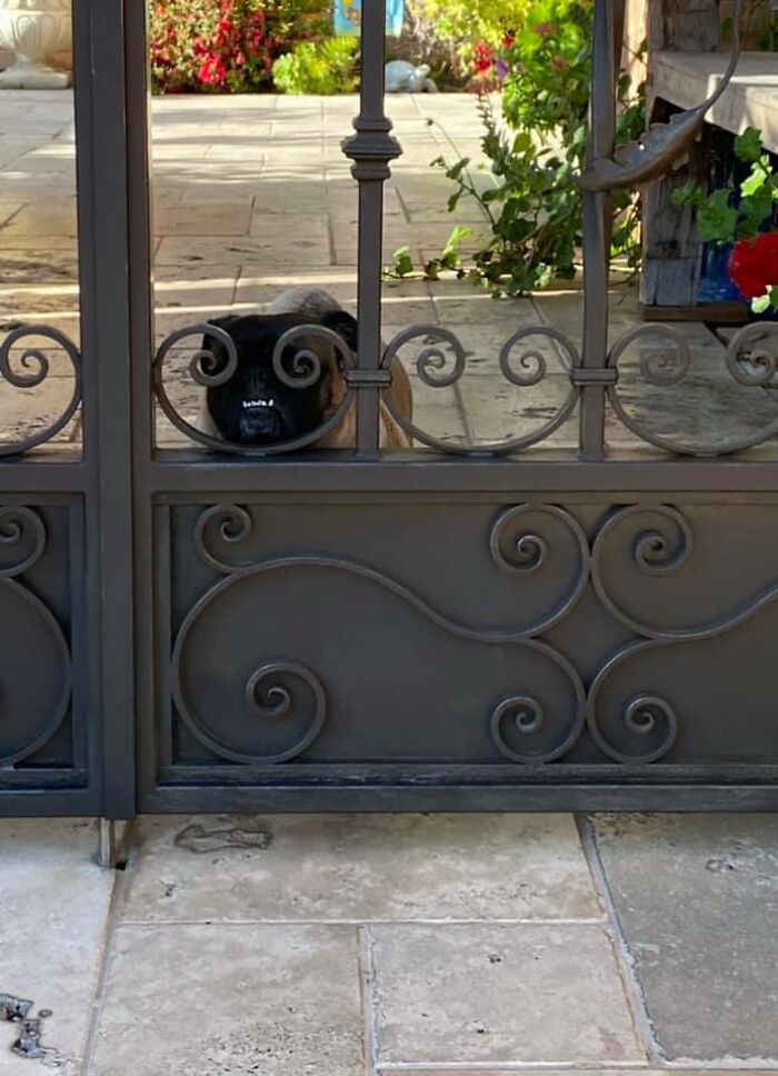 Animals-With-Threatening-Auras-Pics