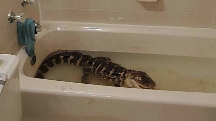 Animals-With-Threatening-Auras-Pics