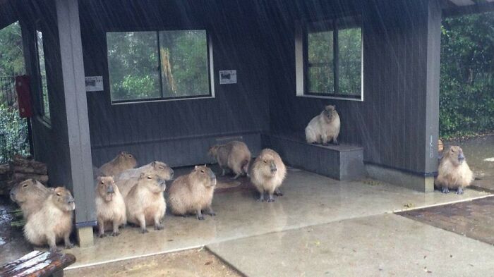 Animals-With-Threatening-Auras-Pics