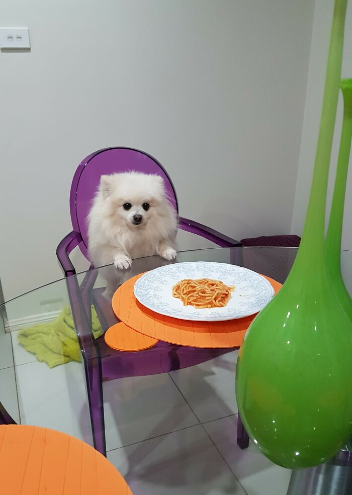 Animals-With-Threatening-Auras-Pics