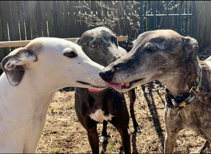 Animals-With-Threatening-Auras-Pics