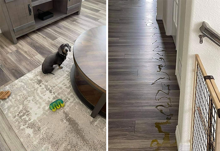 Animals-With-Threatening-Auras-Pics