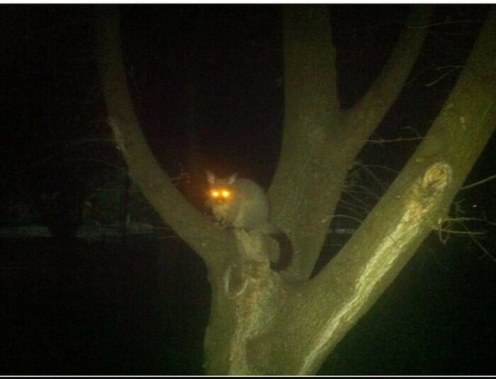 Animals-With-Threatening-Auras-Pics