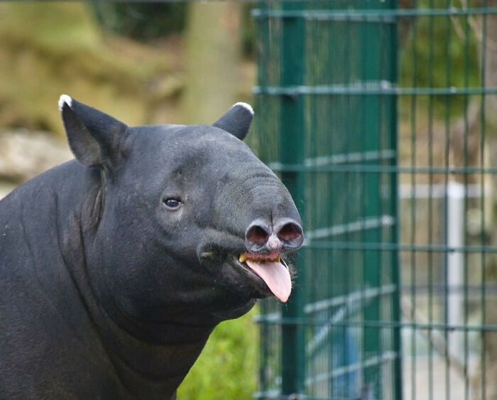 Animals-With-Threatening-Auras-Pics