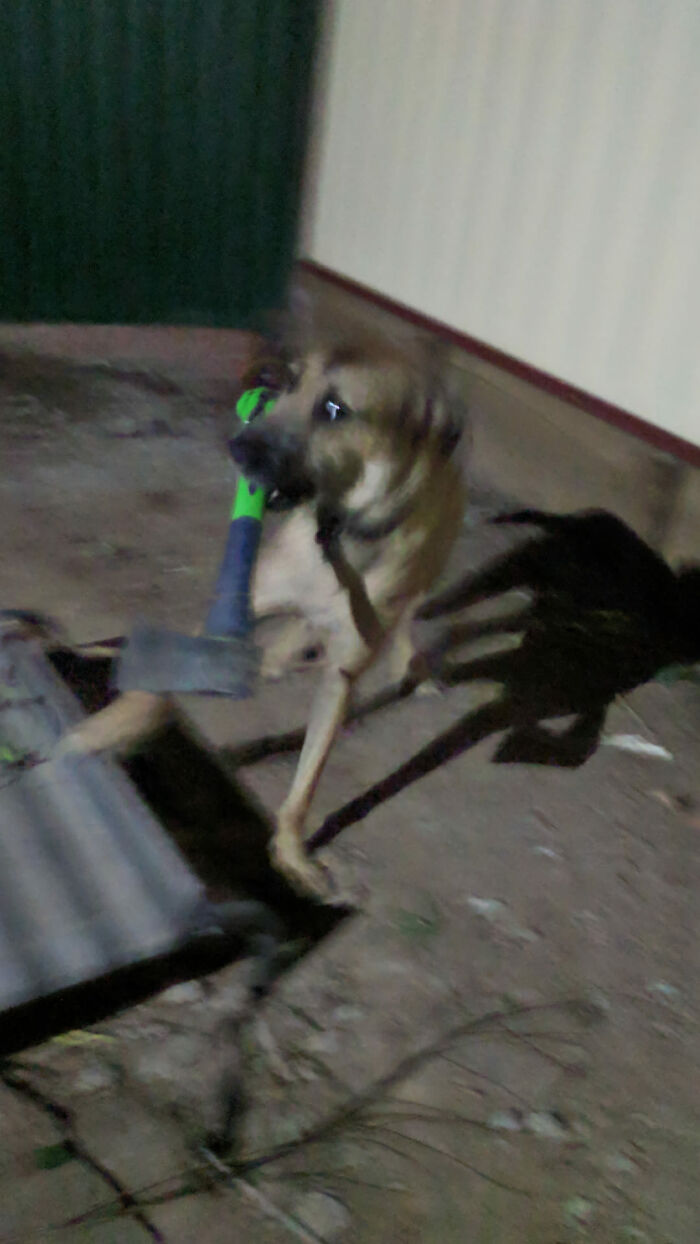 Animals-With-Threatening-Auras-Pics