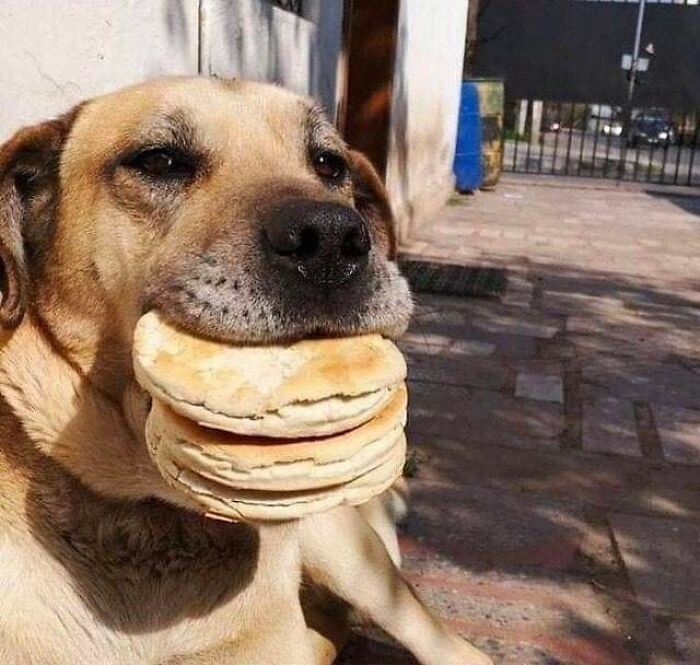 Animals-With-Threatening-Auras-Pics