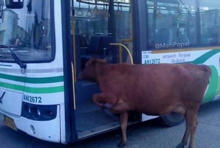 Animals-With-Threatening-Auras-Pics