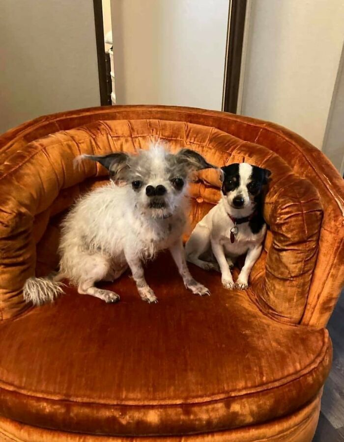 Animals-With-Threatening-Auras-Pics