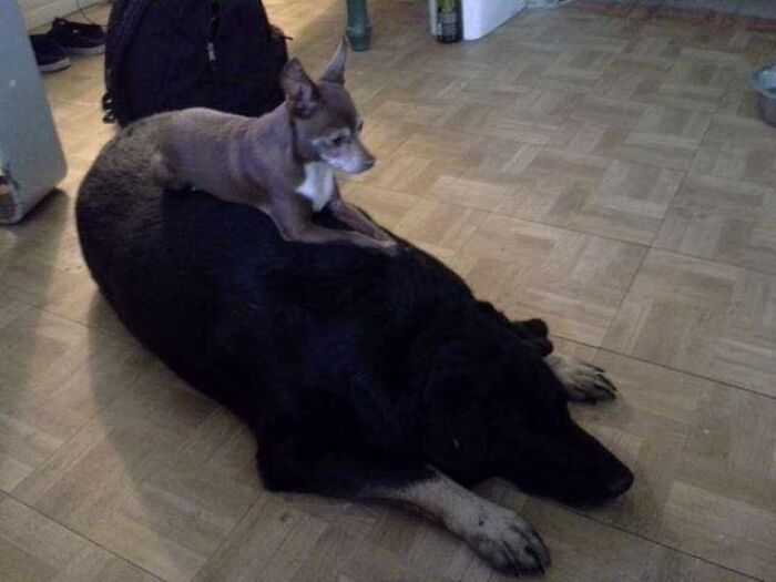 Animals-With-Threatening-Auras-Pics