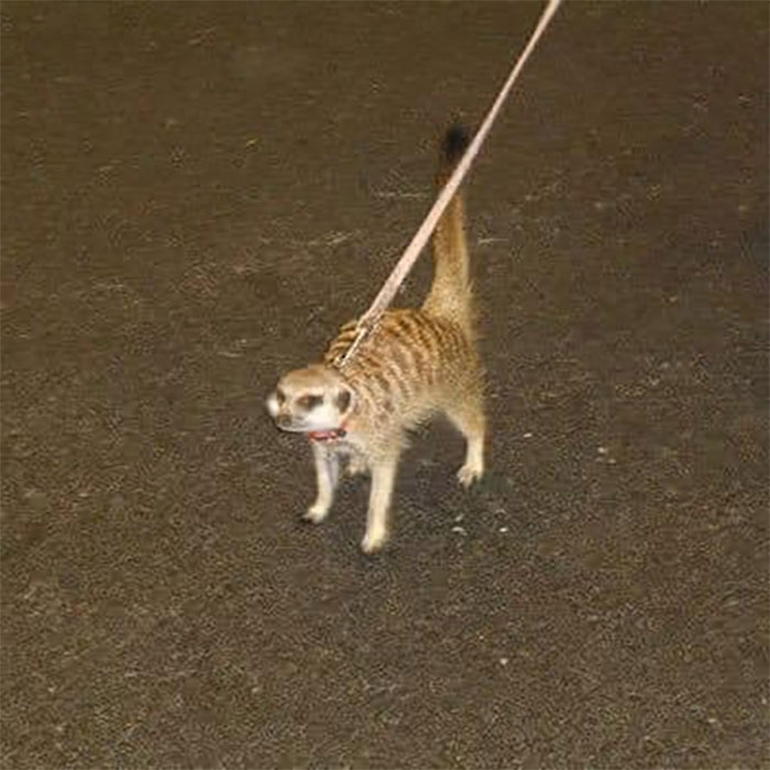 Animals-With-Threatening-Auras-Pics