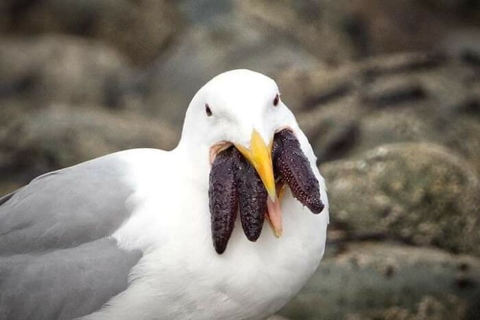 Animals-With-Threatening-Auras-Pics