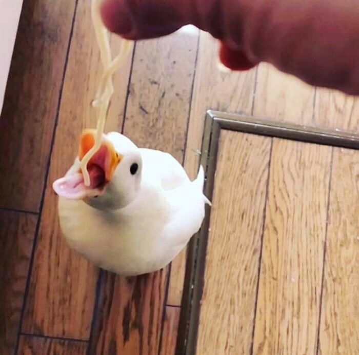 Animals-With-Threatening-Auras-Pics