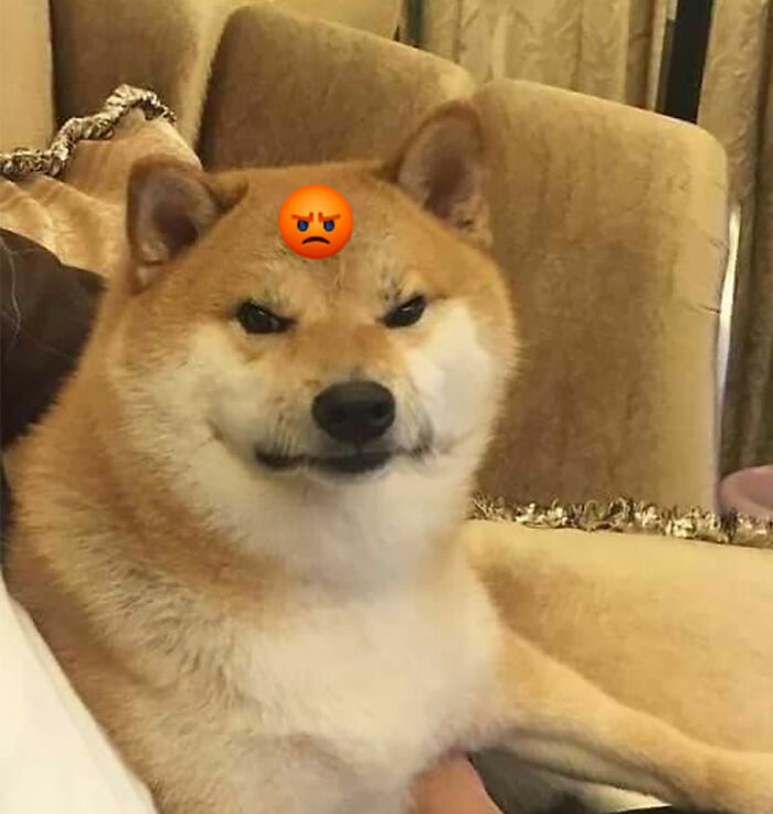 Animals-With-Threatening-Auras-Pics