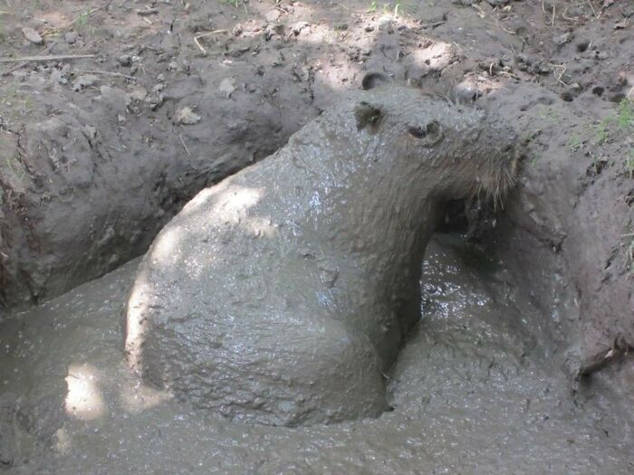 Animals-With-Threatening-Auras-Pics