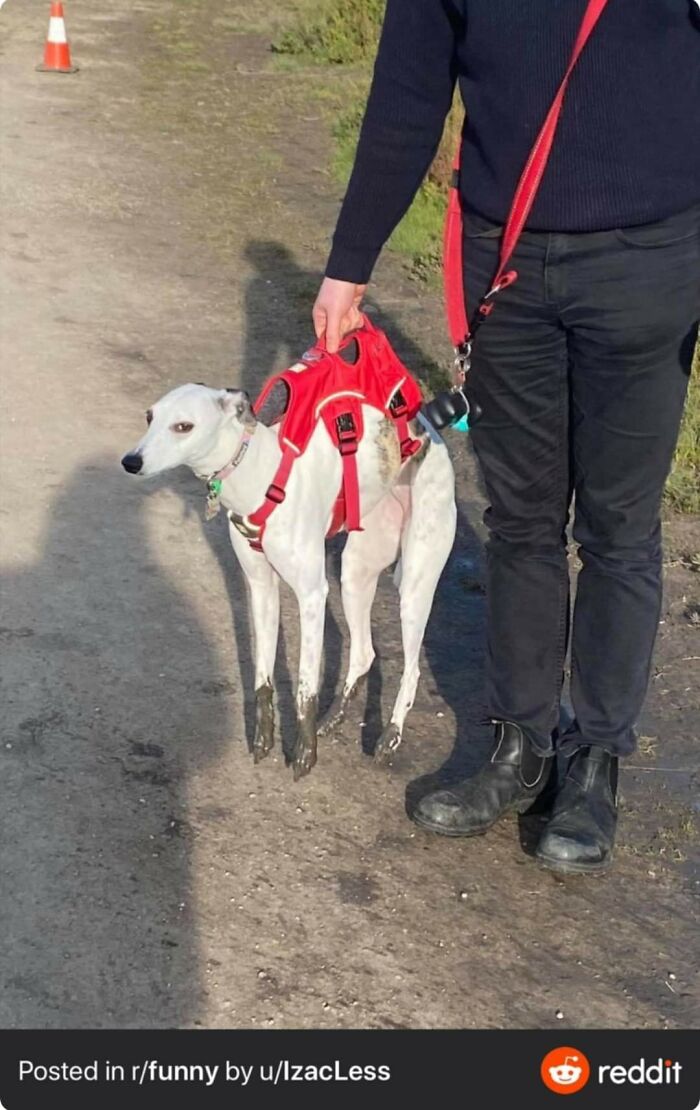 Animals-With-Threatening-Auras-Pics