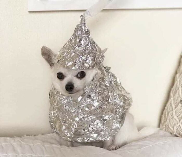 Animals-With-Threatening-Auras-Pics