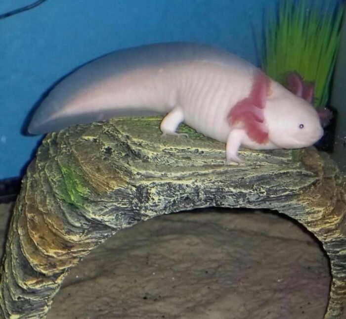 Animals-With-Threatening-Auras-Pics